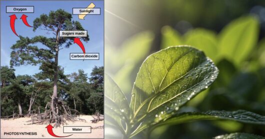 How Oxygen Facilitates Photosynthesis in Plants