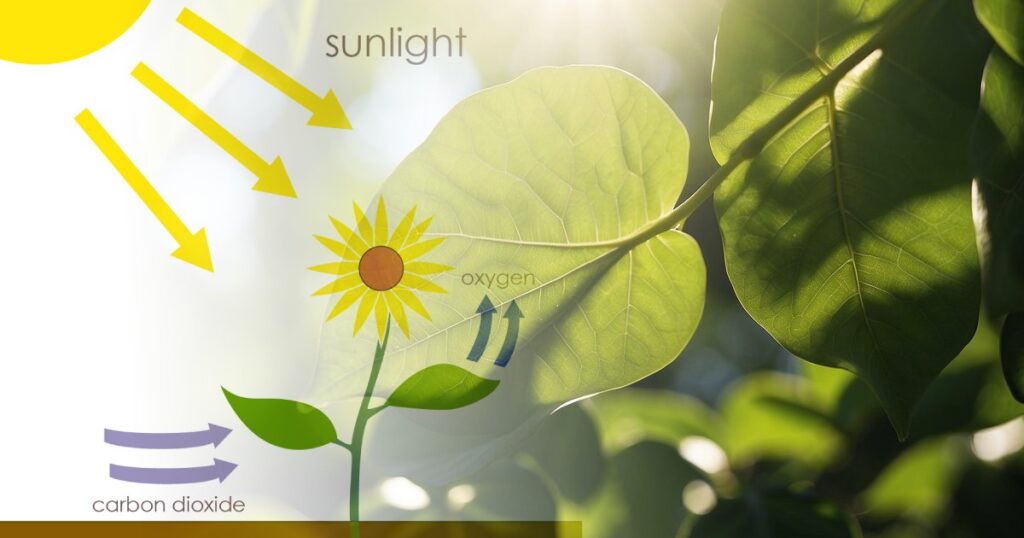 The Photosynthetic Process and Its Significance