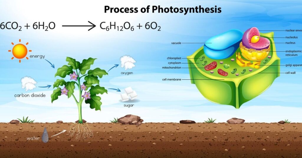 The Process of Photosynthesis